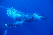 ls97-humpback-13d,8b,4xiuc.tif